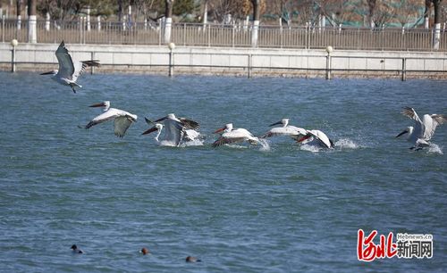 珍稀野生動物頻現(xiàn) 河北打造更多更美 鳥類天堂