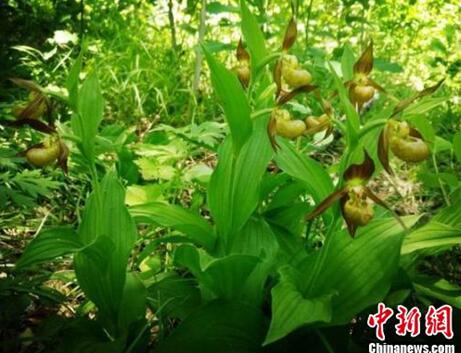 中國風景園林學會