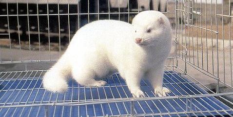 水貂安全度夏,要 三抓