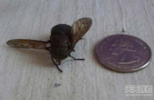 河北驚現(xiàn)千金 豬王 成精動物真存在