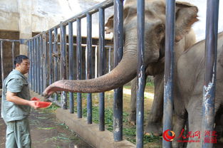 河北石家莊動(dòng)物園為動(dòng)物防暑降溫開 涼方