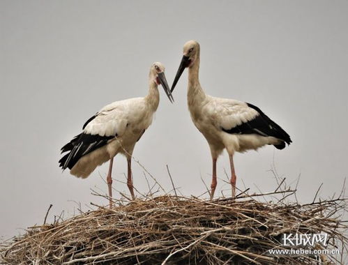 河北 加強候鳥保護 確保安全遷徙鳳凰網(wǎng)河北 鳳凰網(wǎng)