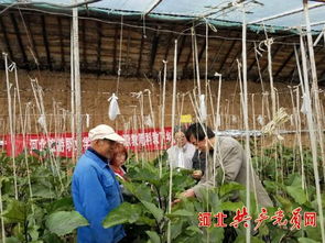 農(nóng)業(yè)專家團(tuán) 送教下鄉(xiāng) 扶貧又扶智 河北生物